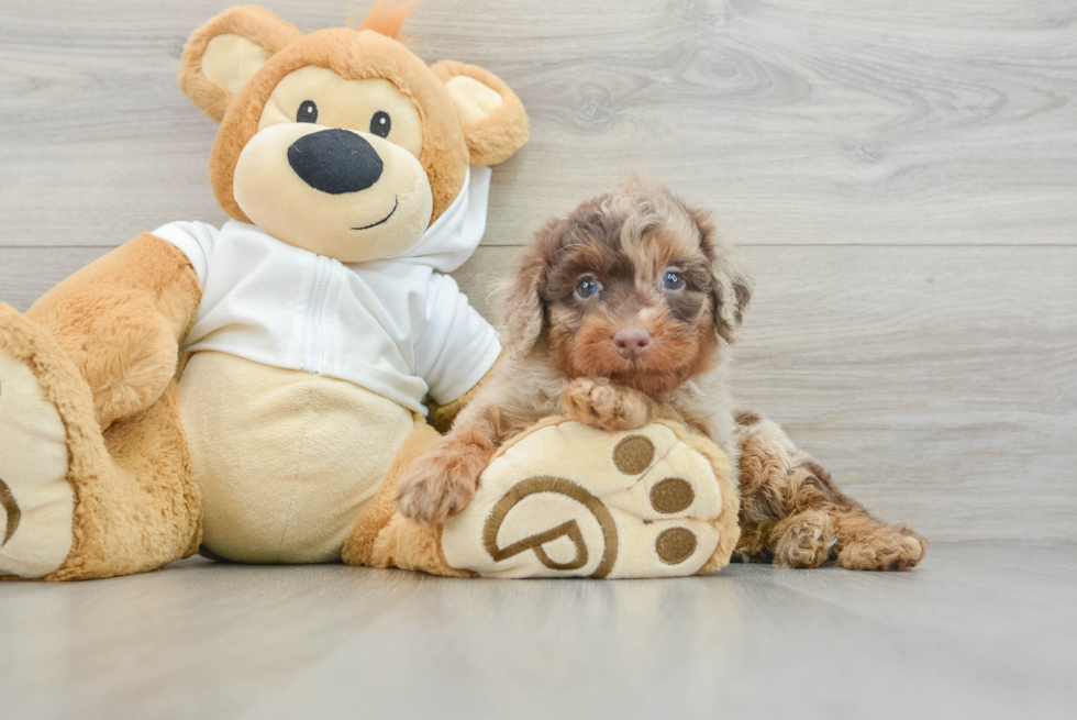 Mini Labradoodle Puppy for Adoption