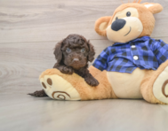 8 week old Mini Labradoodle Puppy For Sale - Seaside Pups