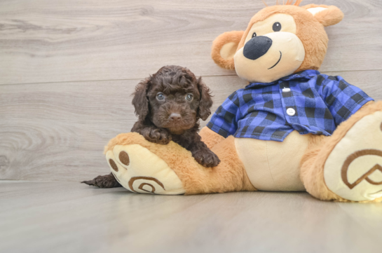 Mini Labradoodle Pup Being Cute