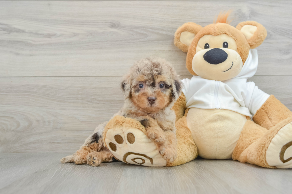 6 week old Mini Labradoodle Puppy For Sale - Seaside Pups