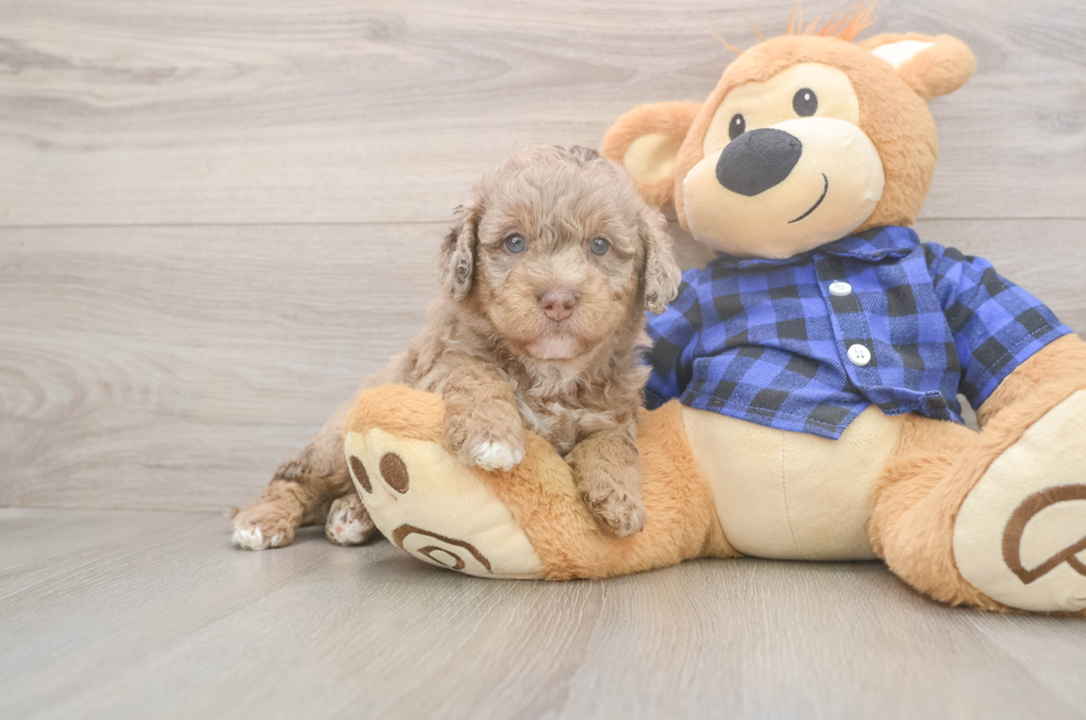 5 week old Mini Labradoodle Puppy For Sale - Seaside Pups