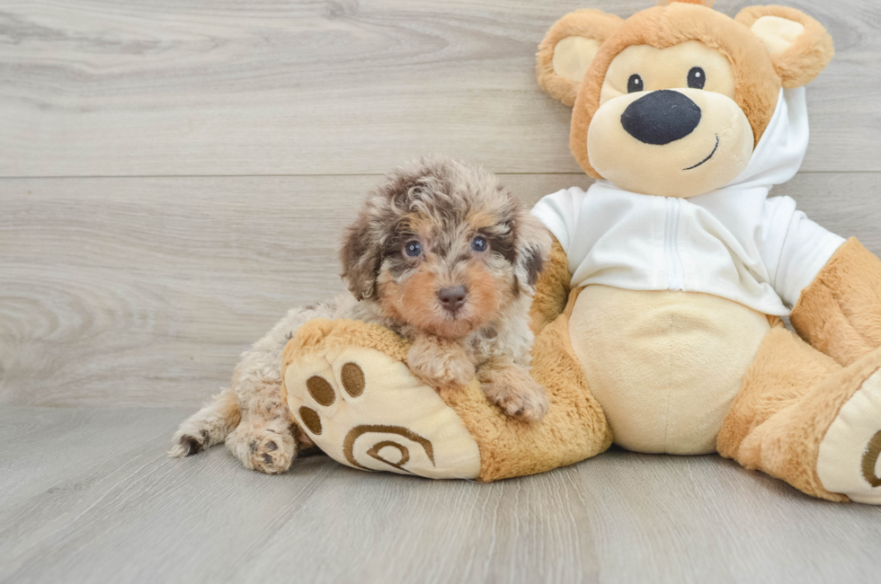 6 week old Mini Labradoodle Puppy For Sale - Seaside Pups