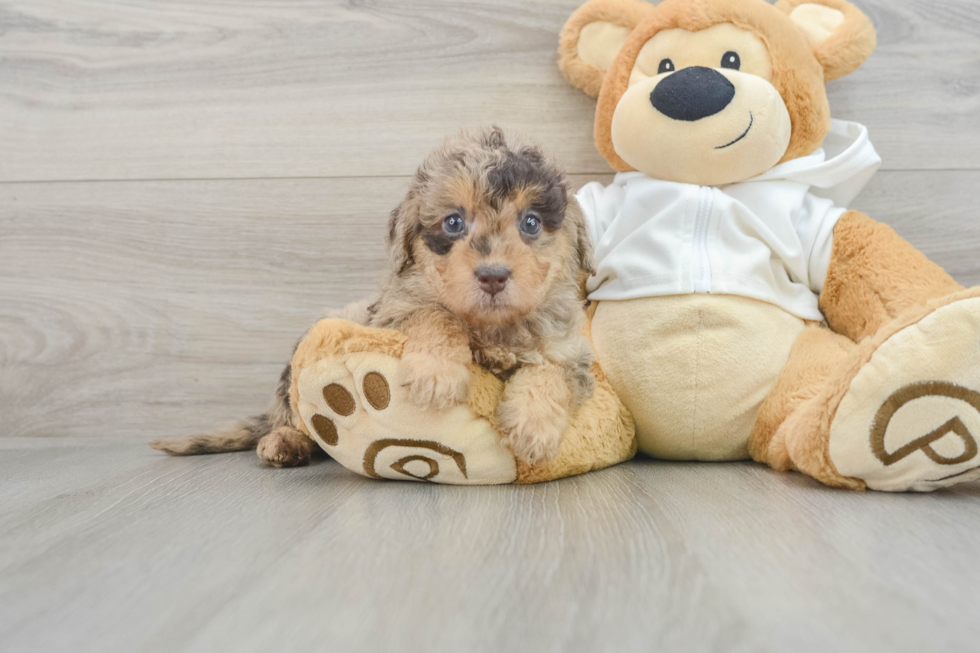 Energetic Labrapoo Poodle Mix Puppy