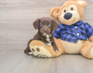 7 week old Mini Labradoodle Puppy For Sale - Seaside Pups