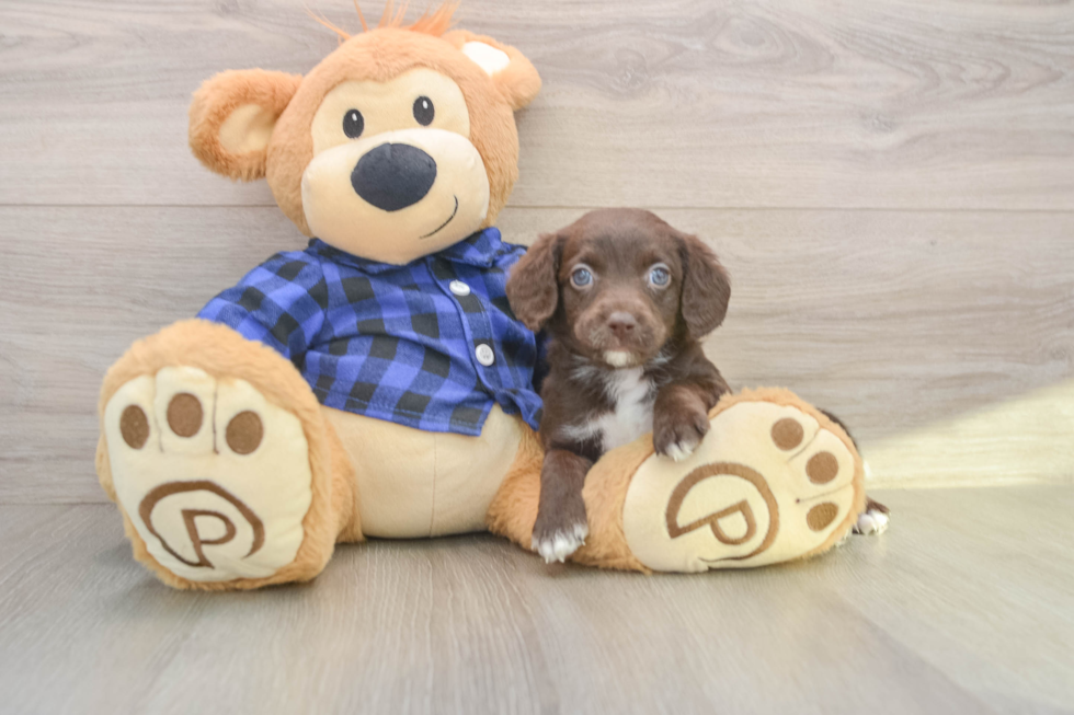 Playful Labrapoo Poodle Mix Puppy