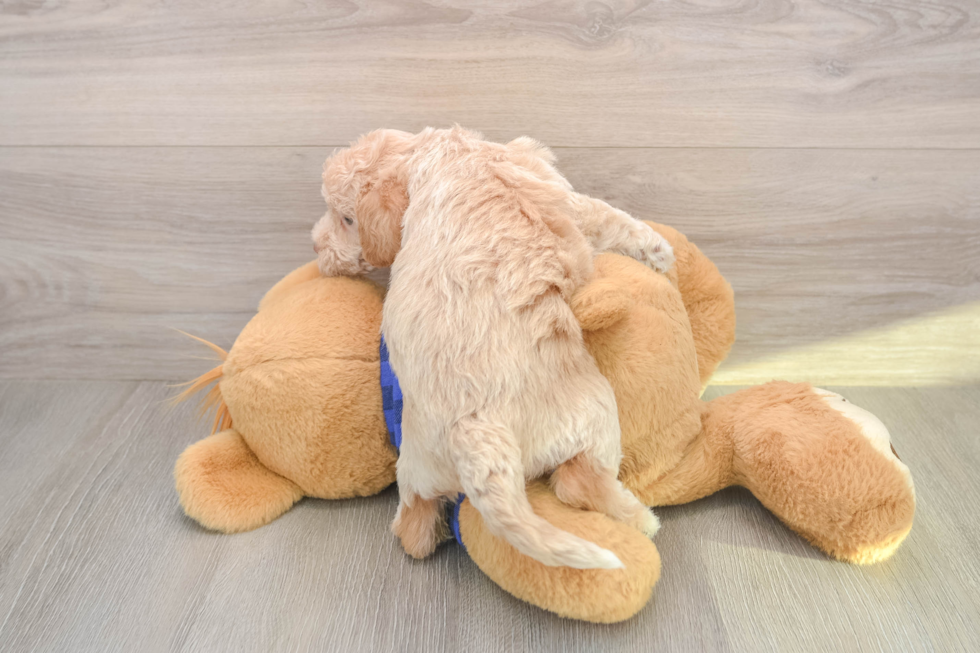 Hypoallergenic Labrapoo Poodle Mix Puppy