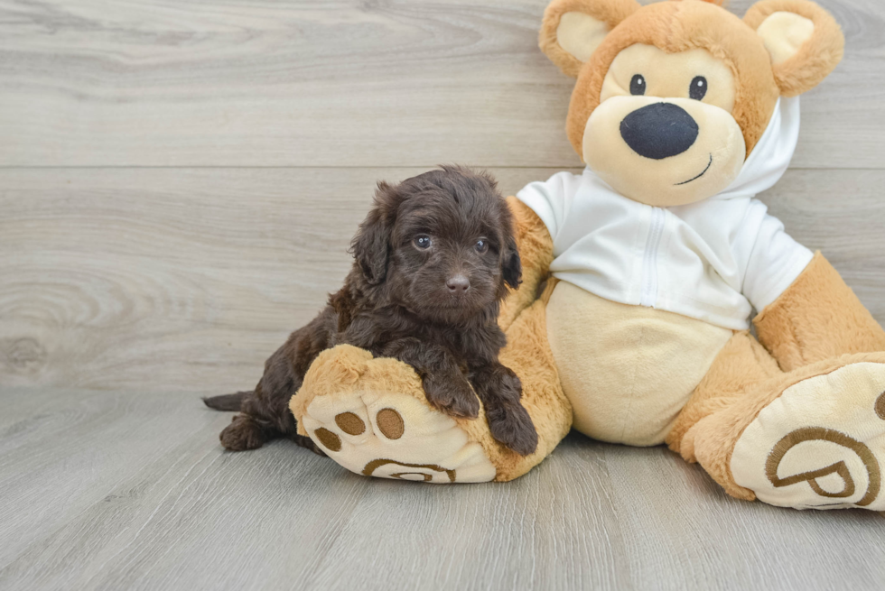 Best Mini Labradoodle Baby