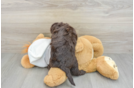 Mini Labradoodle Pup Being Cute