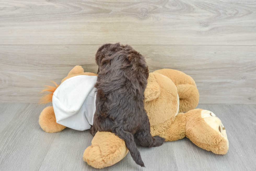 Mini Labradoodle Pup Being Cute