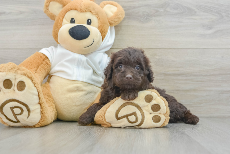 Mini Labradoodle Pup Being Cute