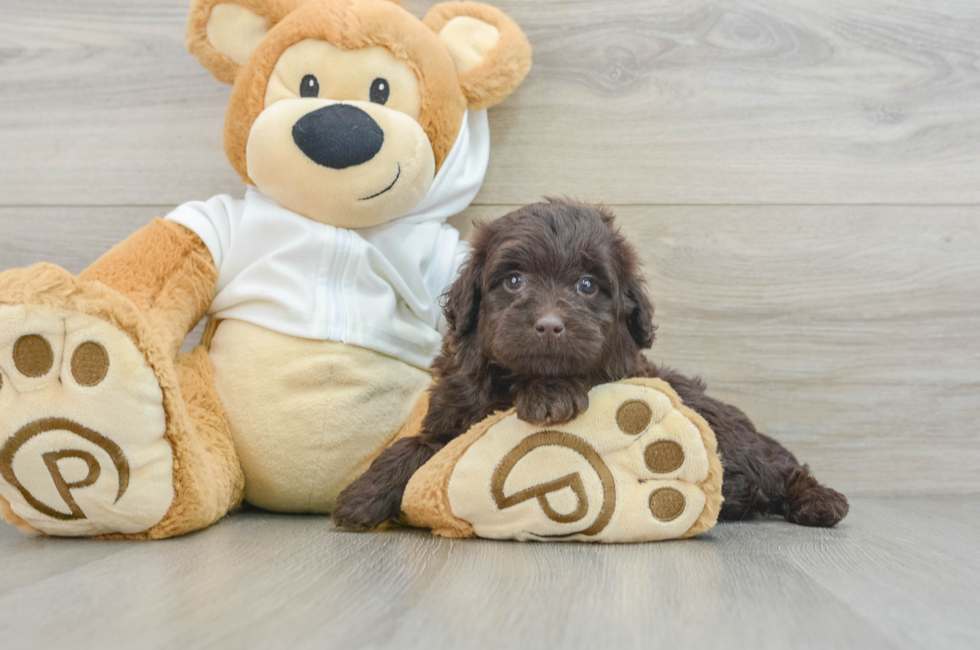 6 week old Mini Labradoodle Puppy For Sale - Seaside Pups