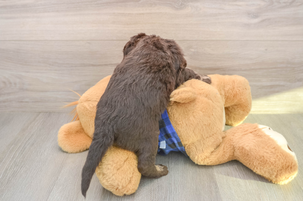 Best Mini Labradoodle Baby