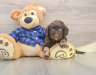 7 week old Mini Labradoodle Puppy For Sale - Seaside Pups