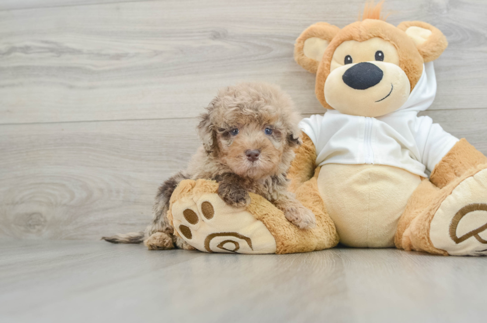 6 week old Mini Labradoodle Puppy For Sale - Seaside Pups