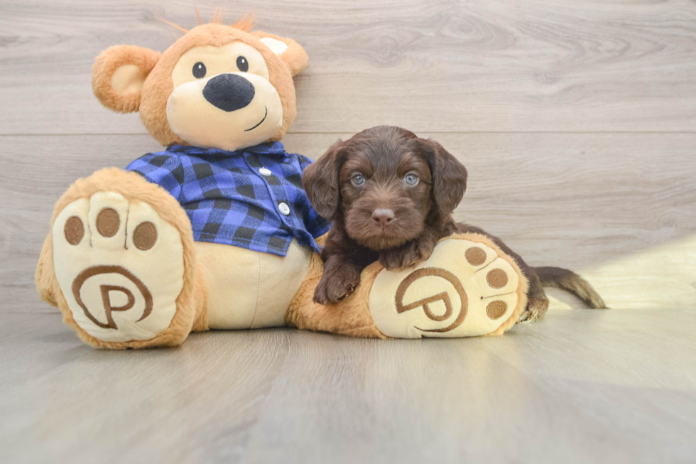 Little Labrapoo Poodle Mix Puppy