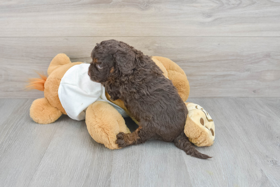 Best Mini Labradoodle Baby