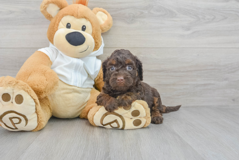 Mini Labradoodle Puppy for Adoption