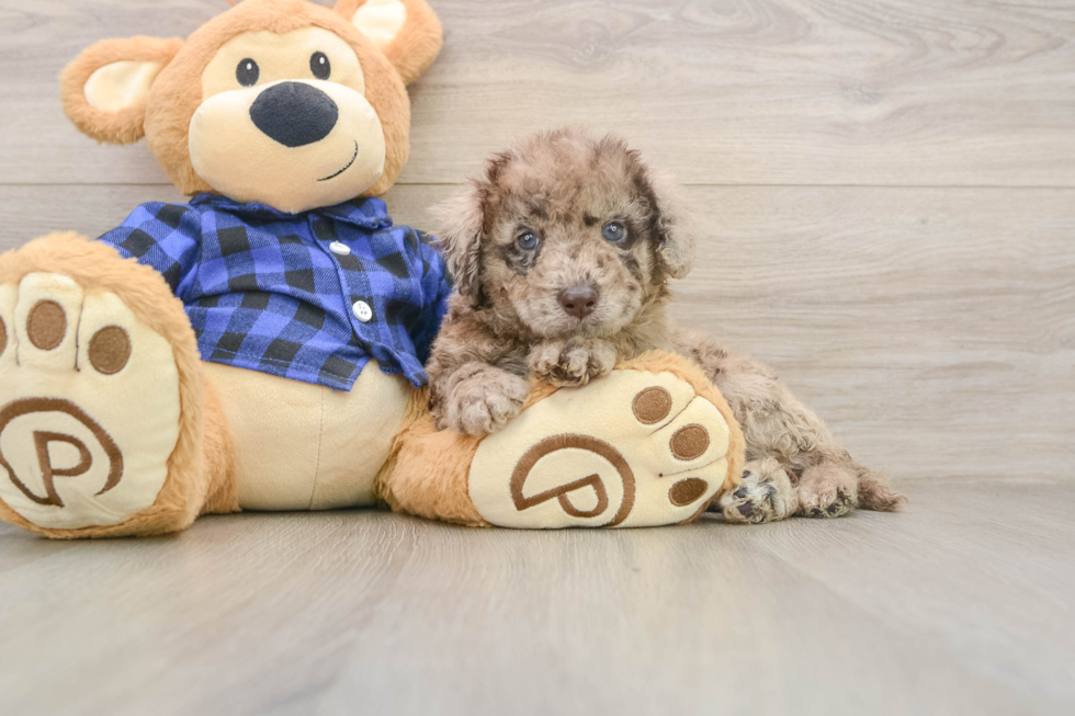 Mini Labradoodle Puppy for Adoption