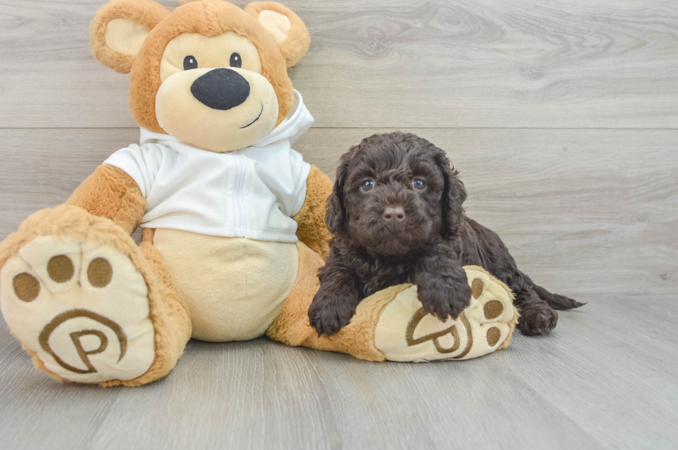 7 week old Mini Labradoodle Puppy For Sale - Seaside Pups