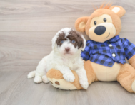 5 week old Mini Labradoodle Puppy For Sale - Seaside Pups