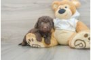 Mini Labradoodle Puppy for Adoption