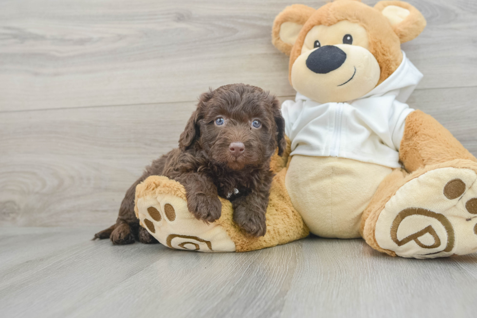 Mini Labradoodle Puppy for Adoption