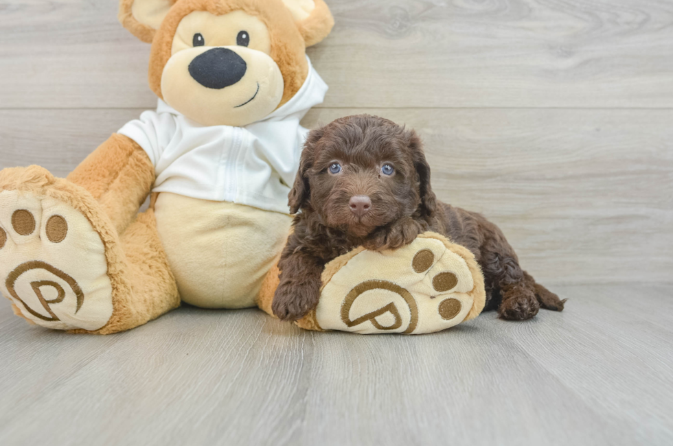 7 week old Mini Labradoodle Puppy For Sale - Seaside Pups