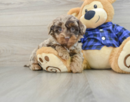 6 week old Mini Labradoodle Puppy For Sale - Seaside Pups