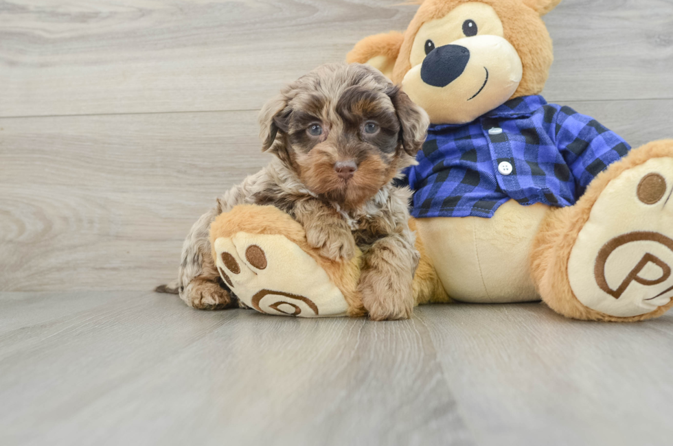 6 week old Mini Labradoodle Puppy For Sale - Seaside Pups