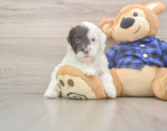 5 week old Mini Labradoodle Puppy For Sale - Seaside Pups