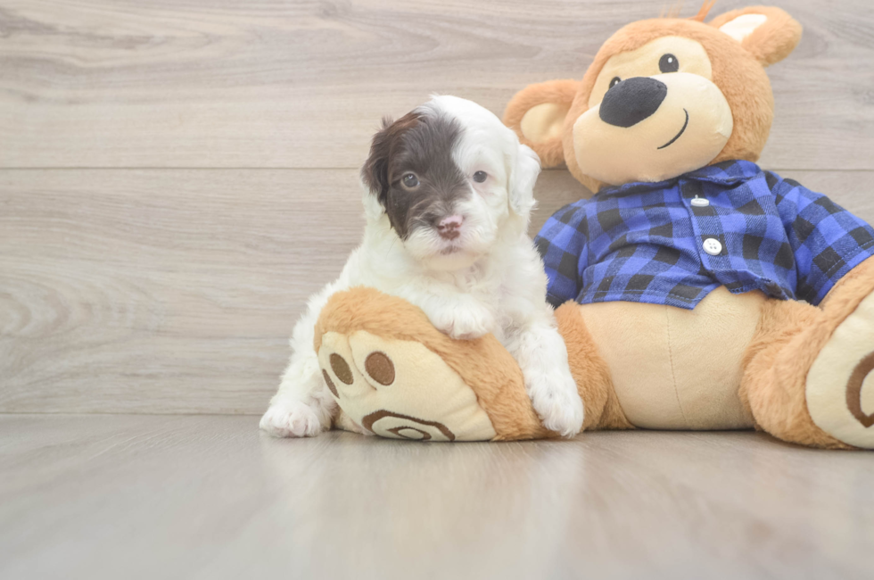 5 week old Mini Labradoodle Puppy For Sale - Seaside Pups