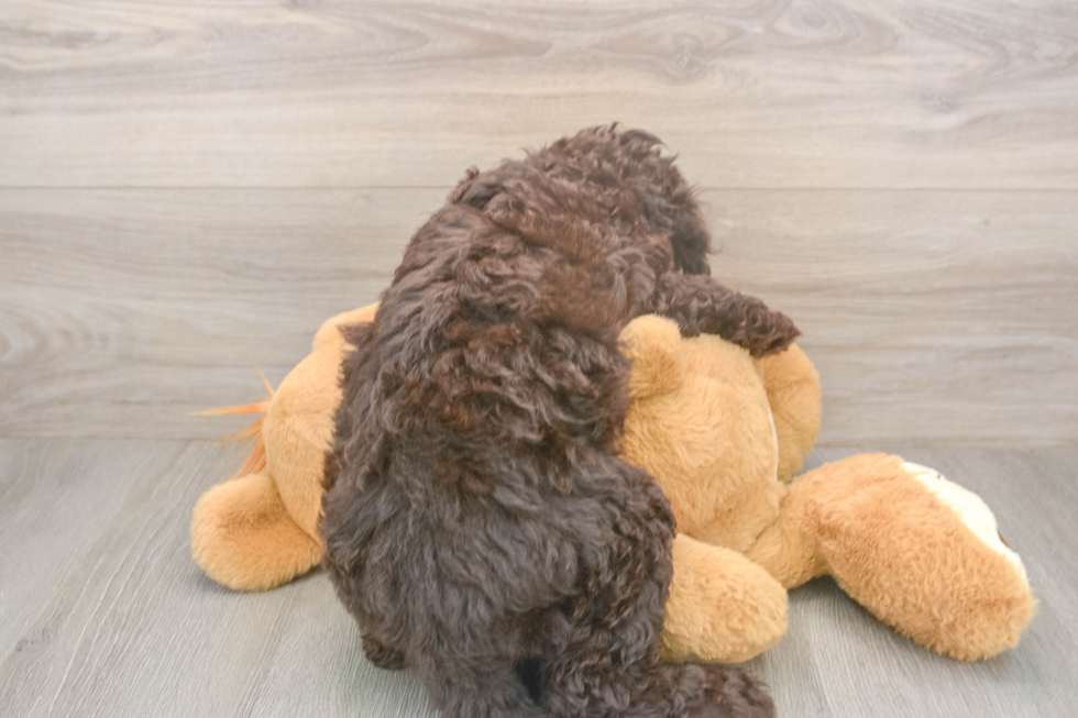 Petite Mini Labradoodle Poodle Mix Pup