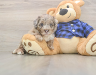5 week old Mini Labradoodle Puppy For Sale - Seaside Pups