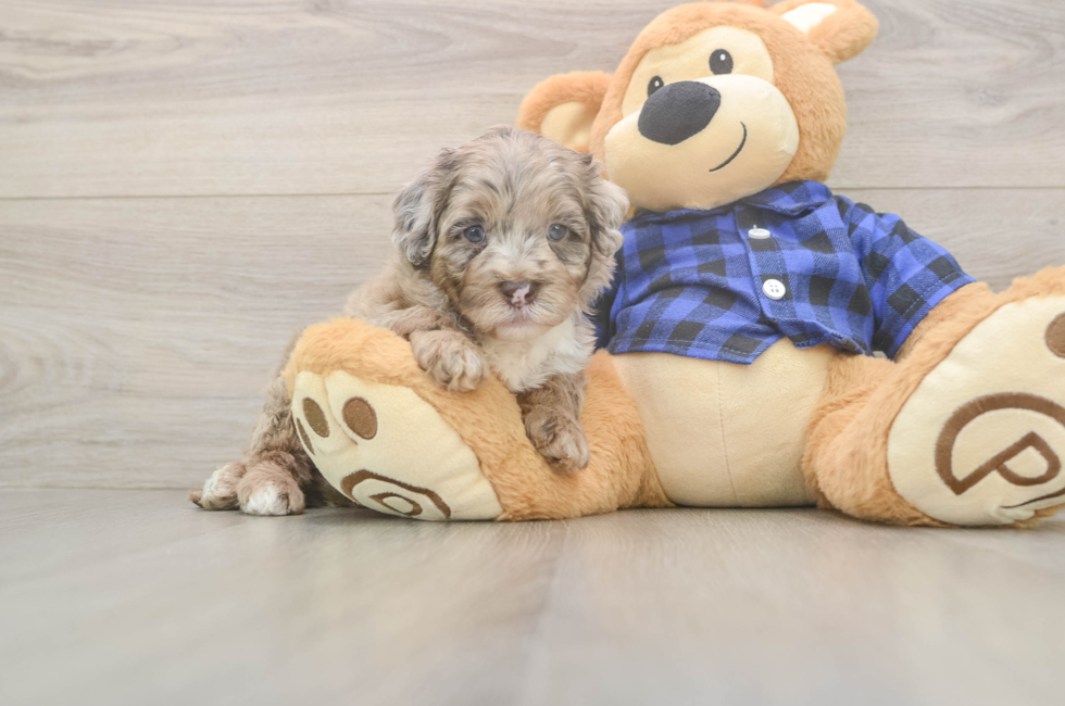 5 week old Mini Labradoodle Puppy For Sale - Seaside Pups