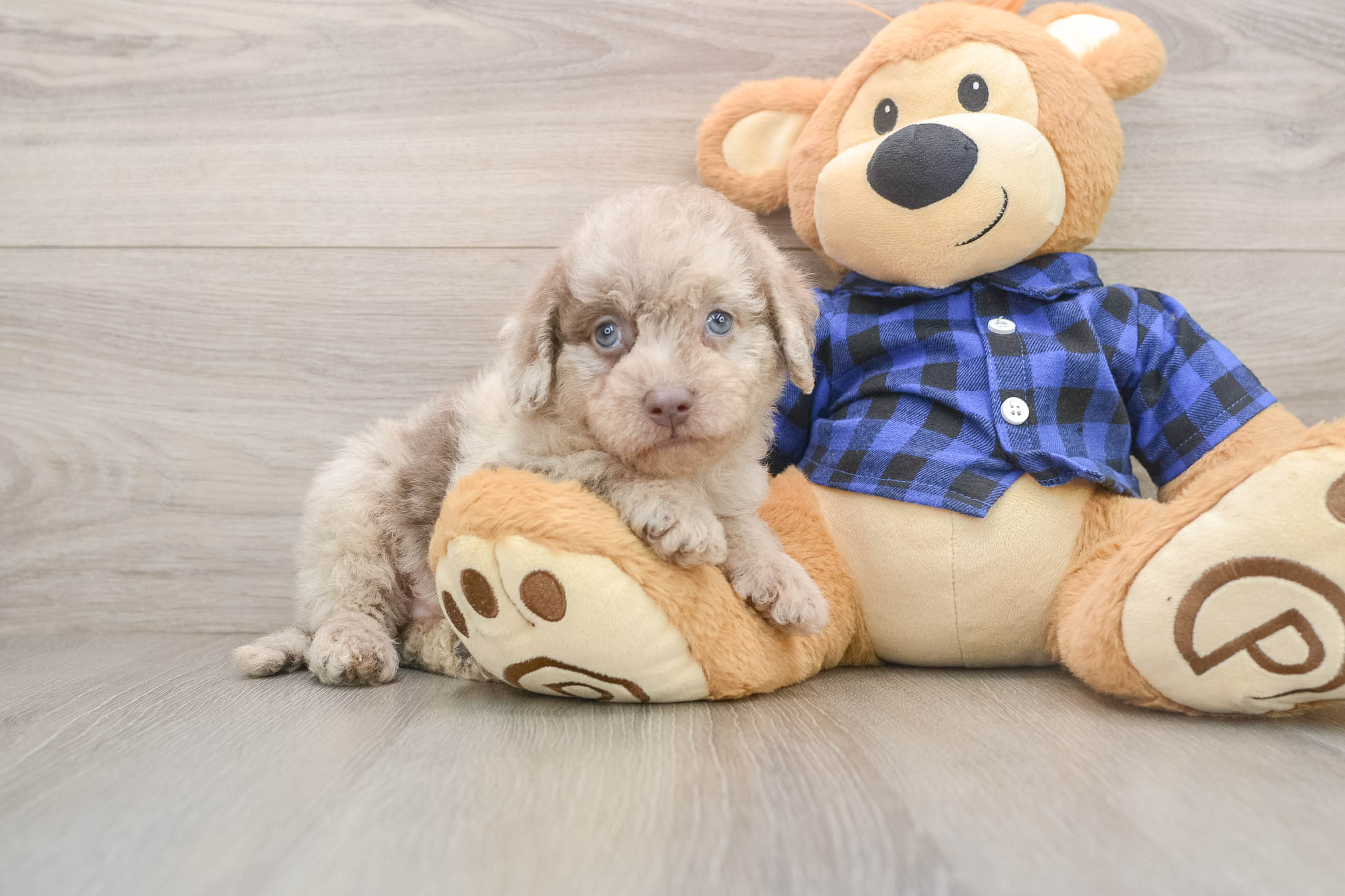 Mini Labradoodle Pup Being Cute