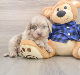 7 week old Mini Labradoodle Puppy For Sale - Seaside Pups