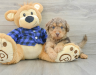 6 week old Mini Labradoodle Puppy For Sale - Seaside Pups