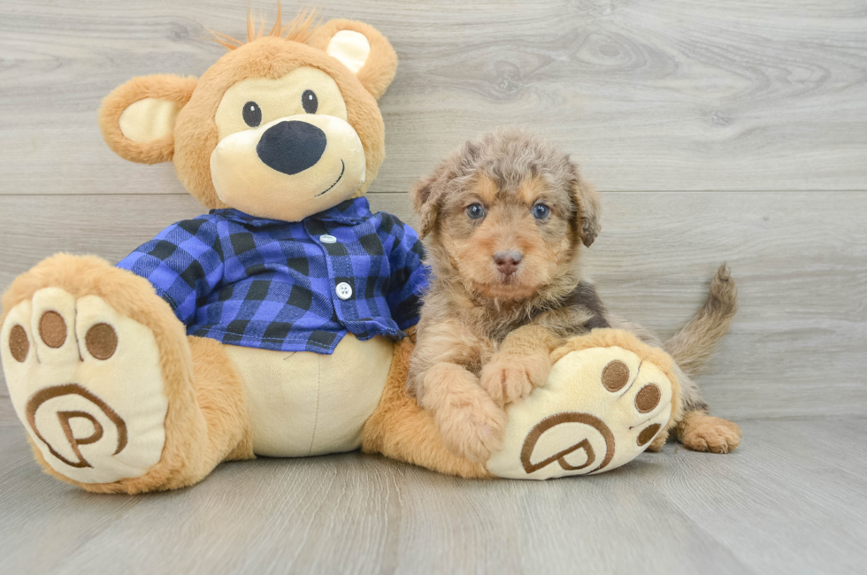 6 week old Mini Labradoodle Puppy For Sale - Seaside Pups