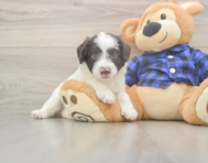 5 week old Mini Labradoodle Puppy For Sale - Seaside Pups