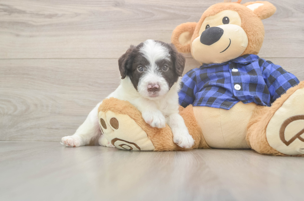 5 week old Mini Labradoodle Puppy For Sale - Seaside Pups
