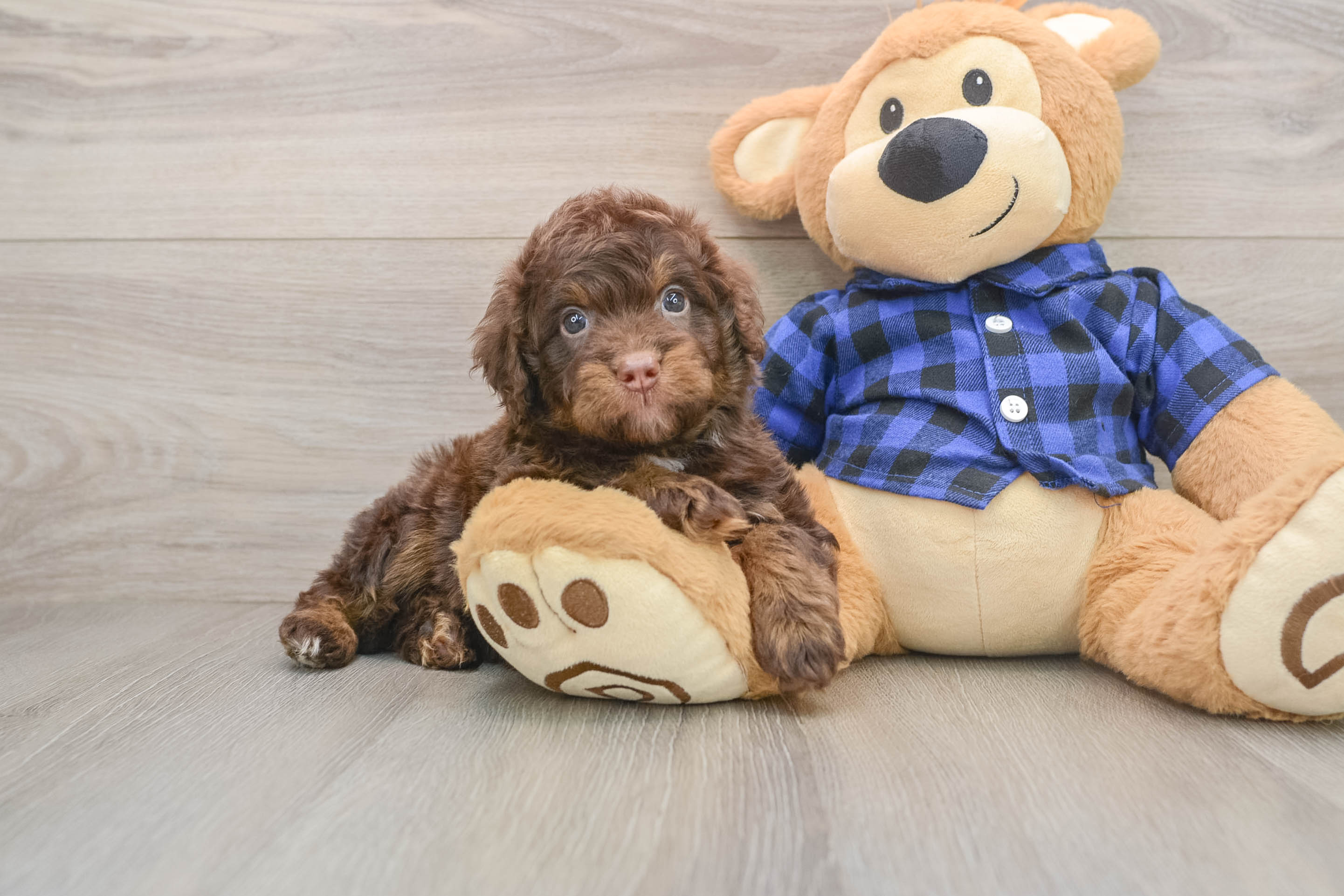 Mini Labradoodle Puppy for Adoption