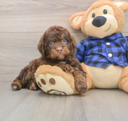 6 week old Mini Labradoodle Puppy For Sale - Seaside Pups