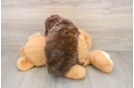 Mini Labradoodle Pup Being Cute