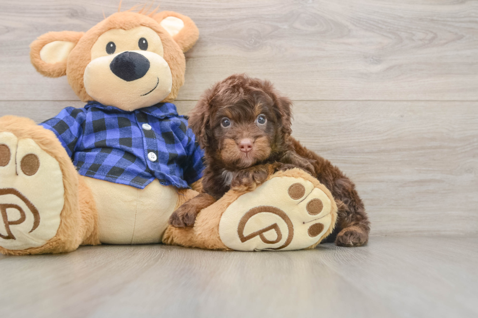 Mini Labradoodle Puppy for Adoption
