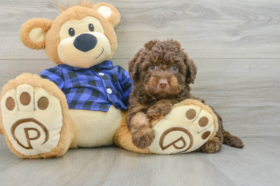 6 week old Mini Labradoodle Puppy For Sale - Seaside Pups