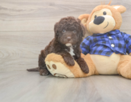 6 week old Mini Labradoodle Puppy For Sale - Seaside Pups