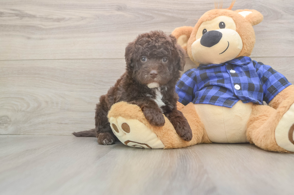 6 week old Mini Labradoodle Puppy For Sale - Seaside Pups