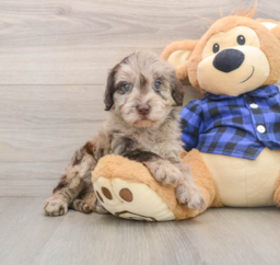 10 week old Mini Labradoodle Puppy For Sale - Seaside Pups