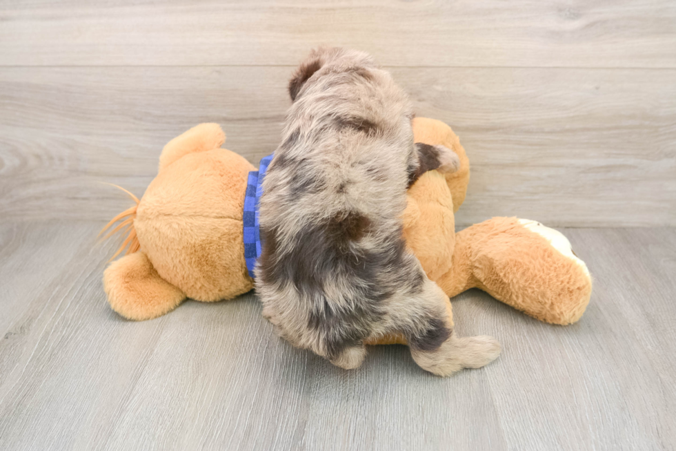 Hypoallergenic Labrapoo Poodle Mix Puppy