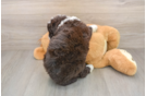 Mini Labradoodle Puppy for Adoption
